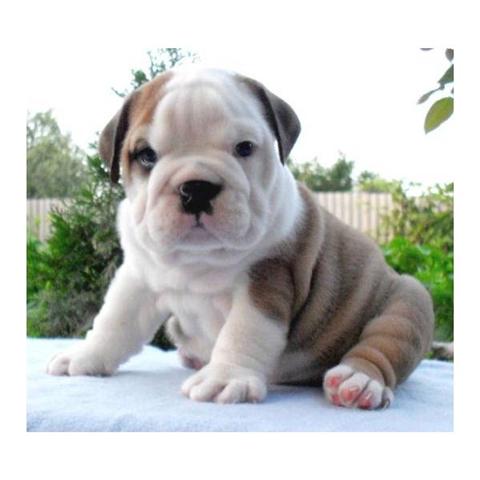 grey and white english bulldog puppies for sale